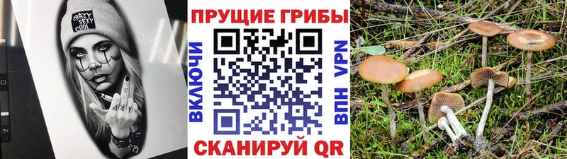 как найти   Невель  мориарти состав  Псилоцибиновые грибы Psilocybe 